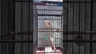 cendet materi kerak basi sambung tengkek buto