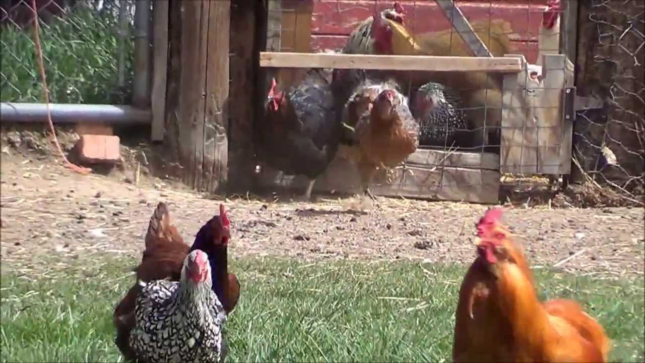 Funny Running Chickens! - YouTube