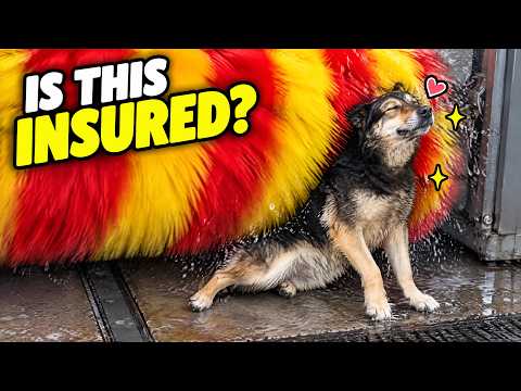 these pets need good insurence 🤣 | 12 mins funny pet fail compilation