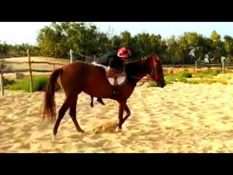 أسهل طرق ترويض الخيل وخيل التبوريدة youtube