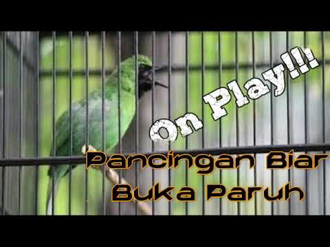 PANCINGAN CUCAK IJO BIAR BUKA PARUH LANGSUNG AKTIF | CUCAK IJO GACOR FULL ISIAN #cucakijofullisian