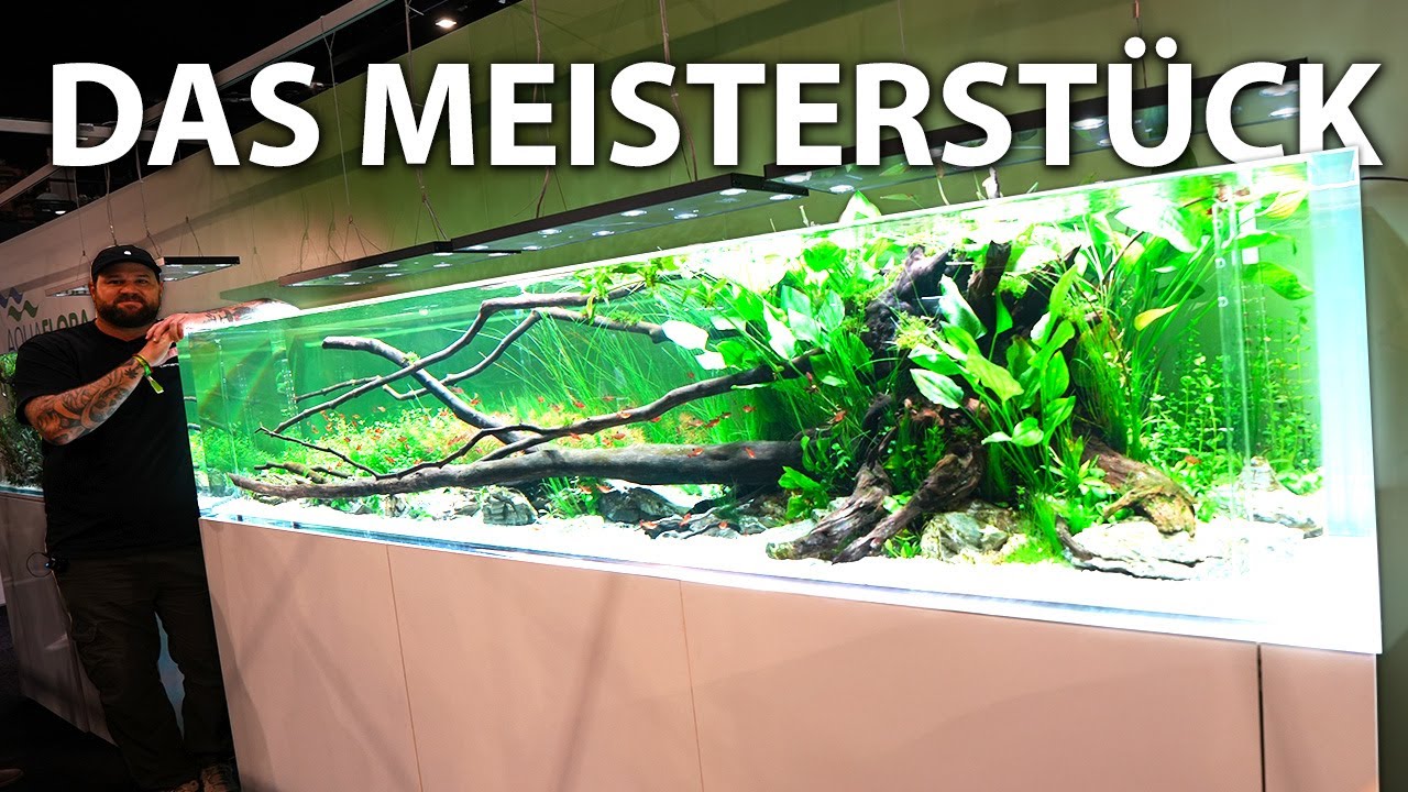 Das PERFEKTE Aquarium!! - Alles, was du als Süßwasseraquarianer haben möchtest 🥹