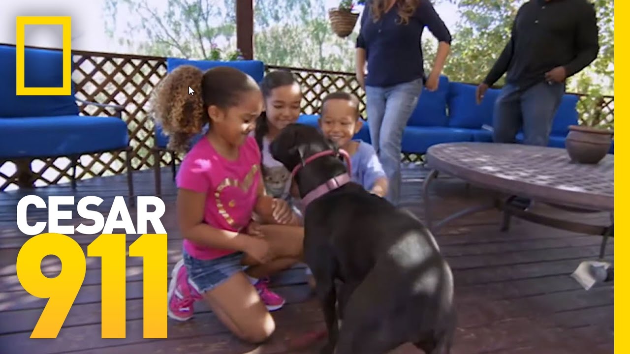 nat geo wild logo Case File Pupdate: Roxy | Cesar 911