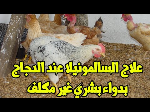 علاج أخطر مرض يصيب الدجاح السالمونيلا بدواء بشري غير مكلف هيعالح المرض نهائيا من خبرتنا وتجربتنا
