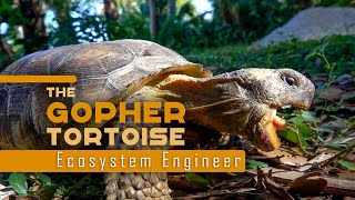 Gopher Tortoise: Ecosystem Engineer