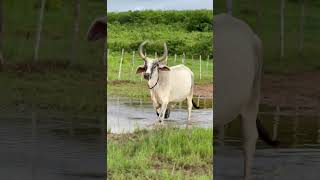 DESFILE DA VACA NO RIO! GAIVOTA-A #shorts