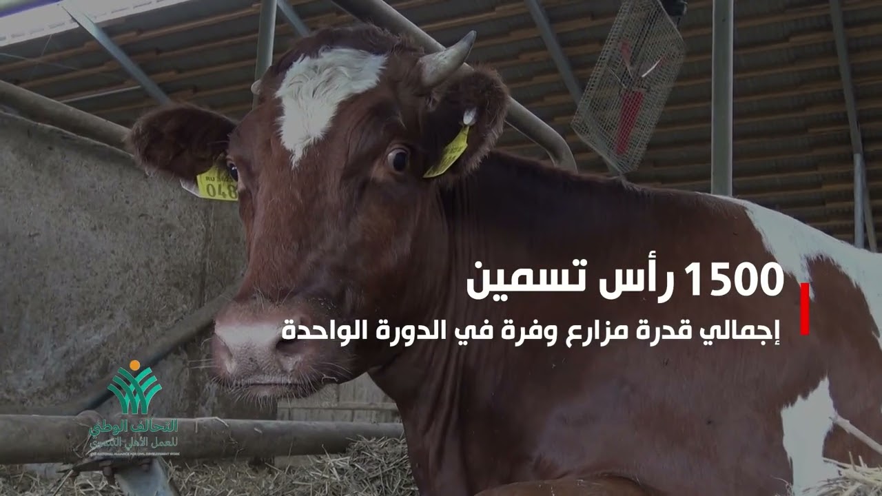 بتوجيهات الرئيس السيسي.. مزارع وفرة للإنتاج الحيواني ذراع الخير لإنتاج الألبان واللحوم للمحتاجين