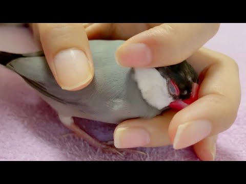 スマホをいじってると手に割り込んできた文鳥　あずき　java sparrow