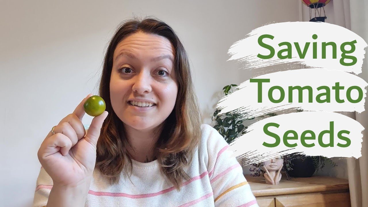 Saving tomato seed green grape tomato YouTube