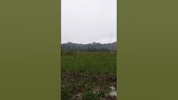 terlihat jelas belibis turun di tengah jaring #jeratburung #berpetualang #wakmayawchannel