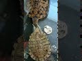 かめ 求愛行動
