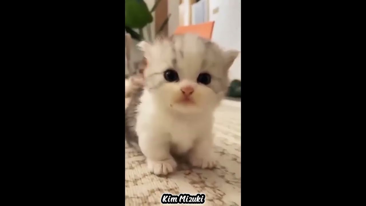 Onde meu gatinho dorme (Oficial Song) Kim Mizuki 