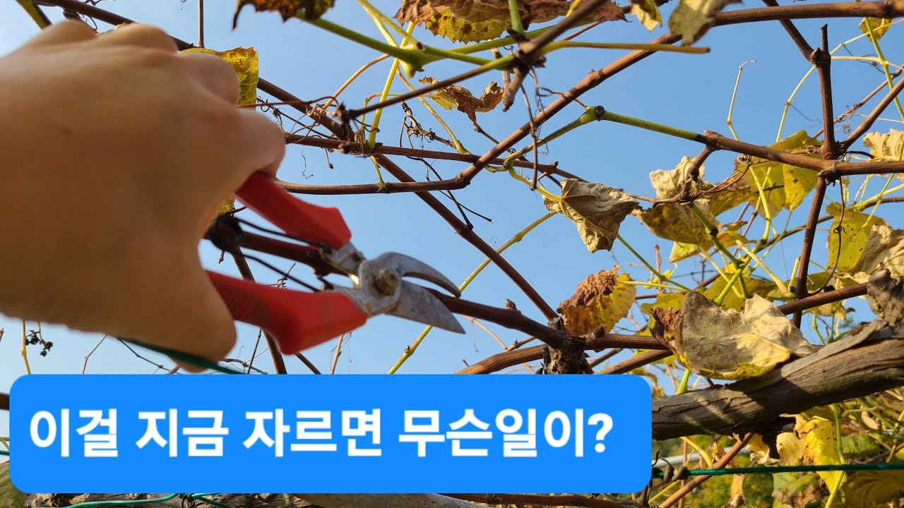 포도나무 가지치기' 시기는 언제가 좋을까? 포도나무 가지치기 방법 - Youtube