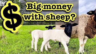 HOW MUCH I MADE OFF MY DORPER SHEEP IN 2022 // How much money I make off my small flock of Dorpers