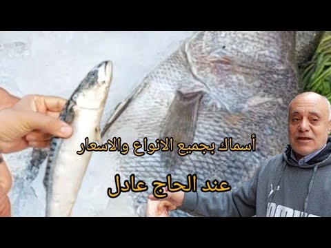 أسماك مرجان للمأكلات البحرية البلدي الني والمستوى مشوى ومقلي وسنخاري القاهرة عين شمس النعام