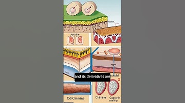Chitin, Chitosan, and Its Derivatives for Wound Healing:  Old and New Materials | RTCL.TV
