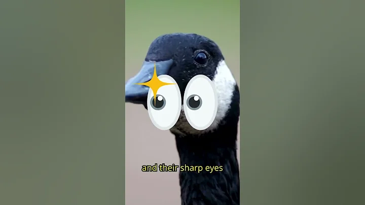 Would You Trust Geese To Be Your Guards? 🤔 #security #geese #goose #shorts - DayDayNews