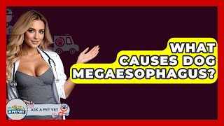 What Causes Dog Megaesophagus? - Ask A Pet Vet
