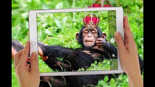 НЕВЕРОЯТНО УМНЫЕ ЖИВОТНЫЕ!! Катя NEWS НЕВЕРОЯТНО УМНЫЕ ЖИВОТНЫЕ!! Катя NEWS