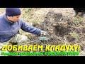 Добиваем КЛАД монашки! Собираем монеты из распаханного клада