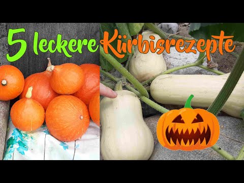 Video: Damit Der Kürbis Groß Und Lecker Wird