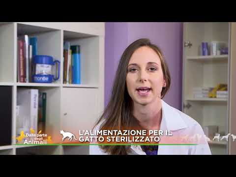 Video: Come Nutrire I Gatti Sterilizzati?