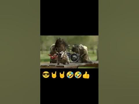 бобер,курва,бобер#бобер#бобры#рок - YouTube