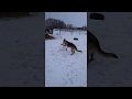 Собака лепит снеговика!