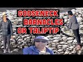 Gooseneck barnacles  maan conde tv