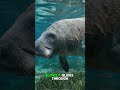 West Indian Manatee