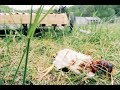 Innovative Chicken Coop FAIL (after just 6 hours) Innovative Chicken Coop FAIL (after just 6 hours)