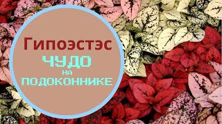 Чудо на подоконнике! Гипоэстэс - это просто.