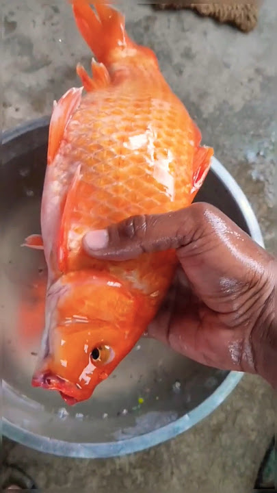 வலையில் மாட்டிய கலர் மீன்கள் (catching colour fishes) #goldfish #fish #fishing #shortsfeed #shorts
