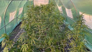 Outdoor grow 2023: Humboldt jelly Donutz, Gazzurple & Blueberry Muffin