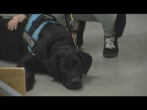 United Airlines adopts new rules for emotional support animals