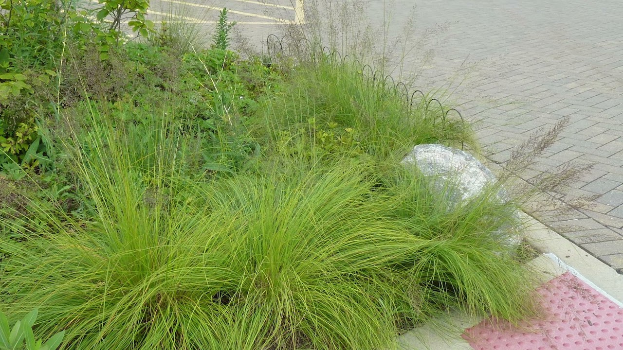 How Do You Identify Prairie Dropseed?