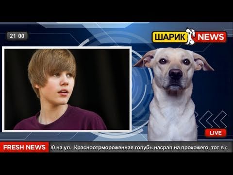 Шарик News - Джастин Бибер станет отцом?