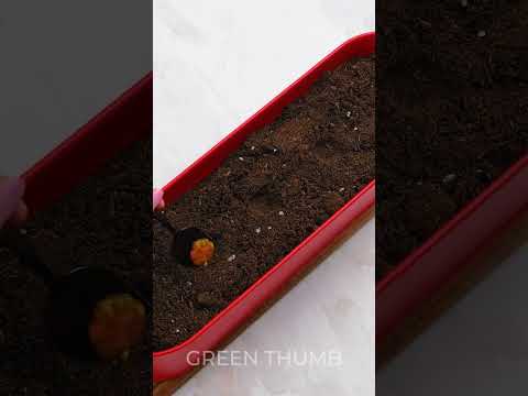 How To Grow Cherry Tomatos at Home 🍅