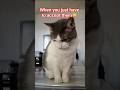 The Entitled #funny #pets #catlovers #cat #relatable #fypage