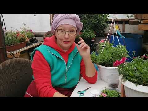 почему Сулейман не ушел на пенсию