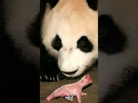 اغرب معلومات هتسمعها عن دب الباندا لاول مره معلومات Animals اكسبلور معلومات عامة علم Science