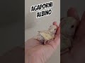 AGAPORNI ALBINO