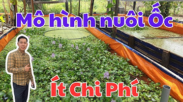 Kỹ thuật Nuôi Ốc Nhồi, Ốc Bươu Đen bể lót bạt