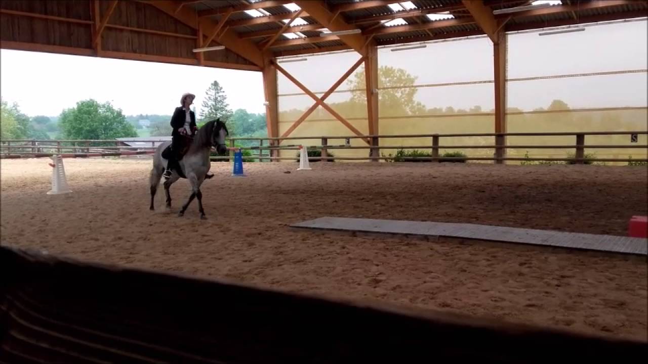 Mors De Cheval à Port – Modèle Paso Fino – Neuf Sans Marque