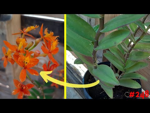 Video: Cuidado de la orquídea estrella - Cómo cultivar una planta de orquídea estrella