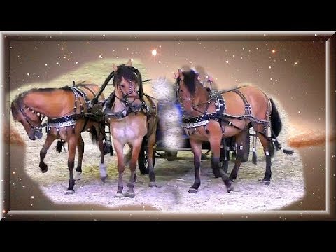 Video: American Walking Pony Raza De Caballo Hipoalergénico, Salud Y Vida útil
