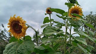 картинка: 🌻В деревенском саду и огороде🌻Поспел подсолнух🌻Осень-рыжая подружка😍