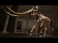 view Installing Peale’s Mastodon at SAAM – Time-lapse digital asset number 1