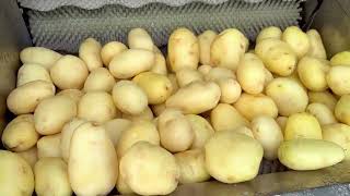 Hard root vegetable peeler machine