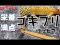 【閲覧注意】 ゴキブリ デュビアをレオパにあげよう！生餌 エサ 初心者向け 爬虫類 虫